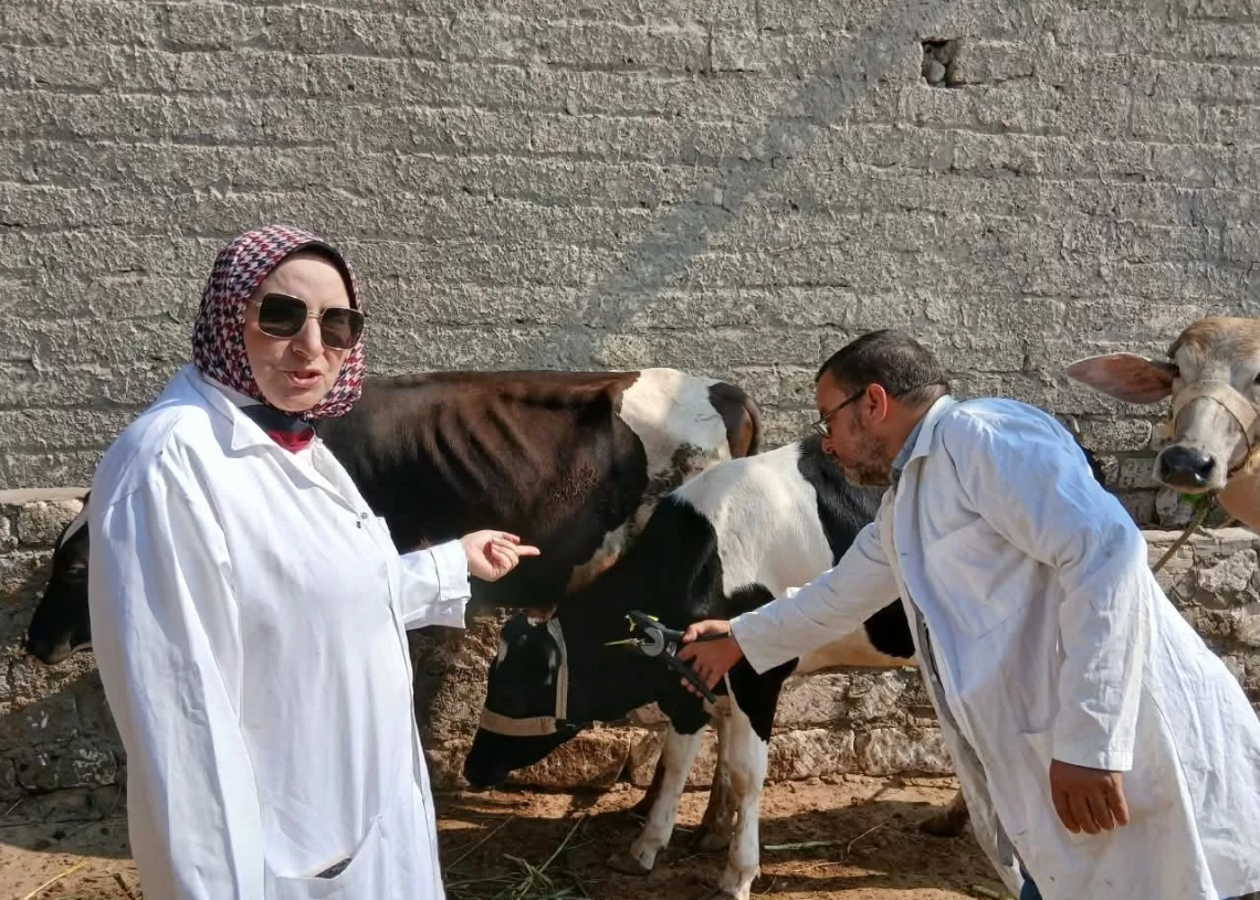 "الزراعة": تحصين مليوني رأس ماشية ضمن الحملة ضد الحمى القلاعية وحمى الوادي المتصدع 18 - جريدة المساء