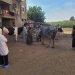محافظ الغربية يتابع قافلة مجانية بكفر مهنا ويعلن فحص وعلاج 42 حيوانًا و1000 طائر ورعاية بيطرية تصل إلى المربين في القرى 5 - جريدة المساء