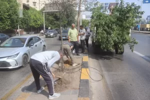 البداية مع شارع النيل.. محافظة الجيزة تطلق مبادرة "اتحضر للأخضر" بخطة تشجير مستدامة 21 - جريدة المساء