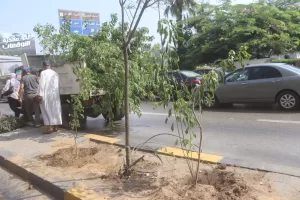 البداية مع شارع النيل.. محافظة الجيزة تطلق مبادرة "اتحضر للأخضر" بخطة تشجير مستدامة 33 - جريدة المساء