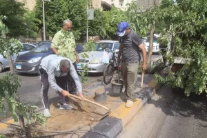 البداية مع شارع النيل.. محافظة الجيزة تطلق مبادرة "اتحضر للأخضر" بخطة تشجير مستدامة 27 - جريدة المساء