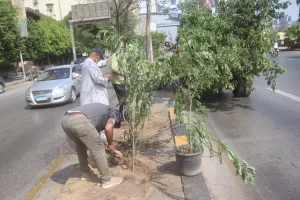 البداية مع شارع النيل.. محافظة الجيزة تطلق مبادرة "اتحضر للأخضر" بخطة تشجير مستدامة 31 - جريدة المساء