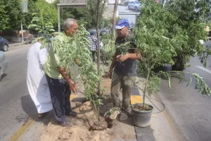 البداية مع شارع النيل.. محافظة الجيزة تطلق مبادرة "اتحضر للأخضر" بخطة تشجير مستدامة 23 - جريدة المساء