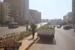 زراعة شارع أحمد عرابي بالعجوزة بالأشجار والنباتات.. تنفيذا لمشروع "اتحضر للأخضر" 33 - جريدة المساء