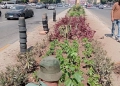 زراعة شارع أحمد عرابي بالعجوزة بالأشجار والنباتات.. تنفيذا لمشروع "اتحضر للأخضر" 23 - جريدة المساء
