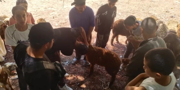جامعة كفر الشيخ : قافلة بيطرية بـ«بلدك معاك» تقدم خدماتها العلاجية لـ4062 حالة بقرية أبو عليوة الغربية 1 - جريدة المساء