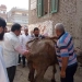 "الزراعة" الرعاية التناسلية لأكثر من 39 ألف رأس ماشية والتلقيح الاصطناعي لنحو 41 ألف رأس خلال أغسطس 2 - جريدة المساء
