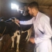 «الزراعة»: تقديم مايقرب من ٦ مليون جرعة تحصينية للماشية ضد «الحمى القلاعية» و«الوادي المتصدع» 9 - جريدة المساء
