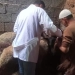 محافظ الغربية يتابع الحملة القومية الثانية للتحصين ضد الحمى القلاعية وحمى الوادي المتصدع 11 - جريدة المساء
