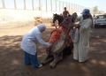 "الخدمات البيطرية" تقدم الفحص المجاني لأكثر من١٠٠ ألف رأس ماشية و١٥٠ ألف طائر 65 - جريدة المساء