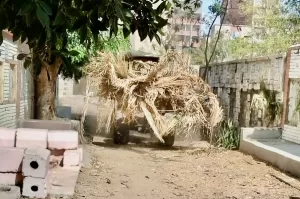 حملات نظافة المقابر ورفع المخلفات بحي ثان بالاسماعيلية 21 - جريدة المساء